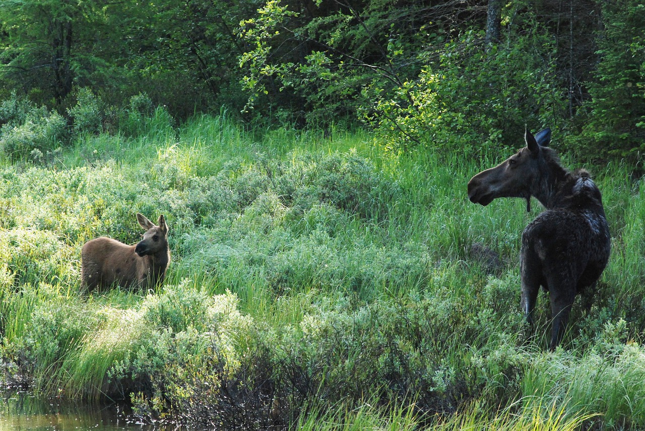 The Best Wildlife Viewing in Glacier National Park